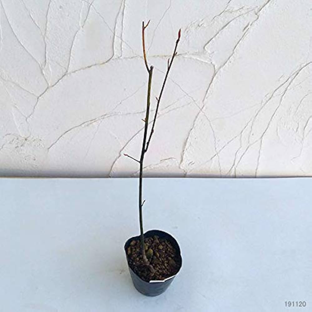 Amazon.co.jp: クロモジ（黒文字） 3.5号ポット[盆栽に][樹木の